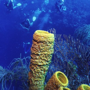 Sponge Divers