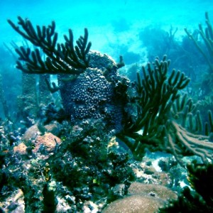 Spanky's Reef
