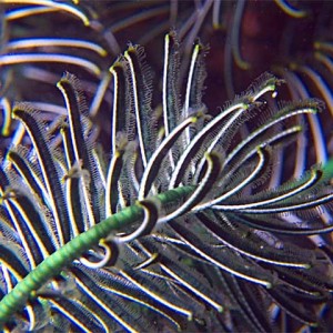 Feather Star Detail