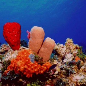 Mixed sponges