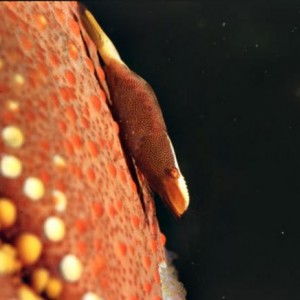 pillow star shrimp