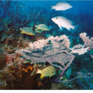Bimini Reef Dive July 2004