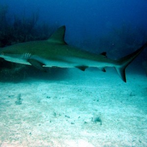Shark 1