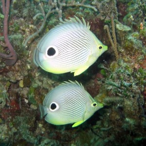 Foureye Butterfish