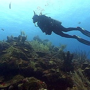 First Dive In Roatan