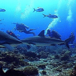 Shark Dive Roatan