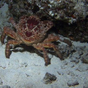 Clinging Reef Crab