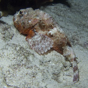 Scorpion Fish