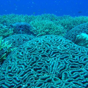 Reef Near Port Vila, Vanuatu