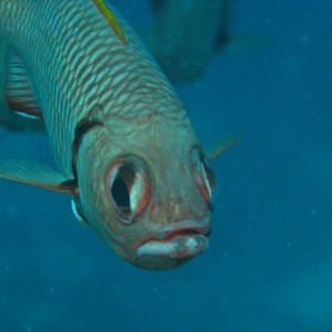 Bigscale Soldierfish