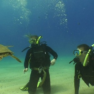 turtle with divers