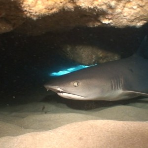 Shark up close