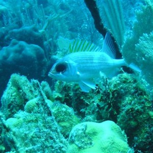 underwater Puerto Aventuras, Mexico