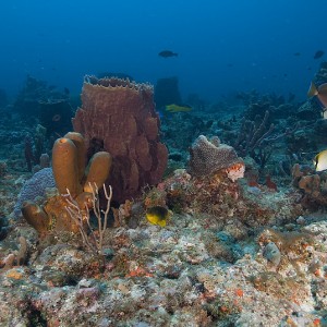 Pompano 3rd Reef