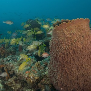 Sunkist Reef - Pompano