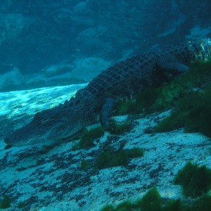 Closer view of alligator
