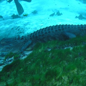 Alligator from the side