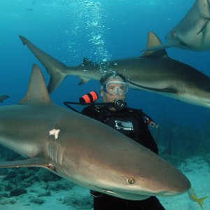 Shark Feed in Nassau