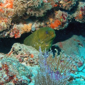 Another Moray Moment