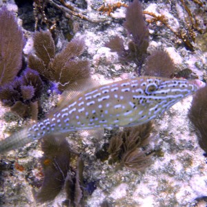 Molassas Reef Scrawled Filefish