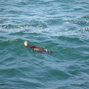 Mrs Sea Otter