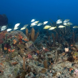 Sunkist Reef - Pompano Beach