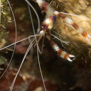 banded_coral_shrimp2