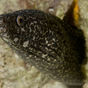 spotted_moray3