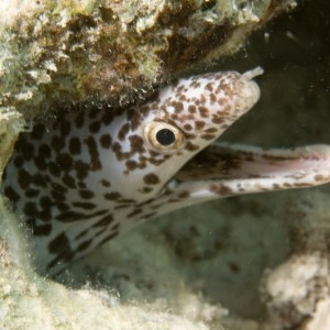 spotted_moray