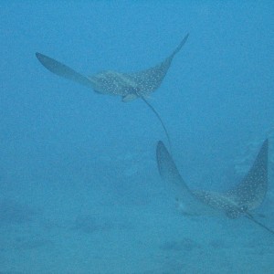 Pair of spotted eagle rays.