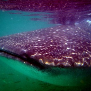 Whale Sharks - What a smile