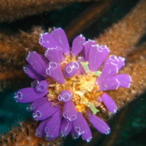Utila flowering coral