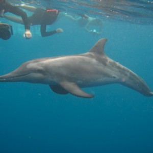 Utila Dolphins