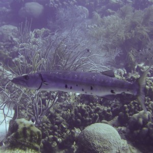 Barracuda at Oil Slick Leap