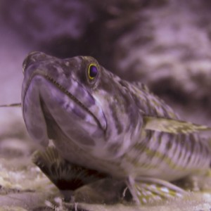 Lizardfish at Oil Slick Leap