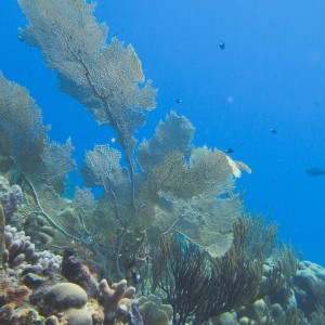 Fan coral at Oil Slick Leap