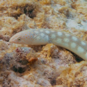 Free swimming sharptail eel at Windsock