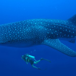Val_and_Whaleshark