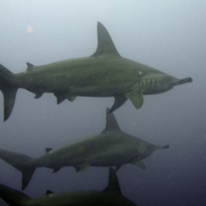 Trio of Scalloped Hammerhead Sharks