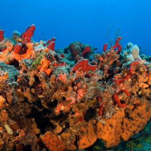 Healthy Reef