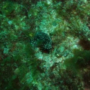 A_Black_Spotted_Nudibranch
