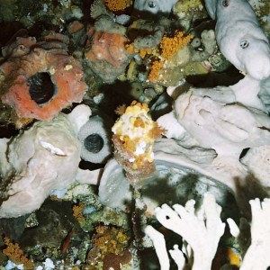 Two white frogfish, Alor