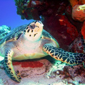 Turtle_on_reef2