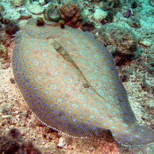 Peacock_flounder1