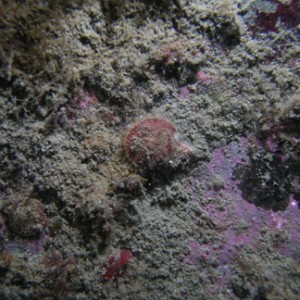 P004_Pacific_Pink_Scallop