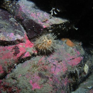 P003_Spiny_Sea_Squirt