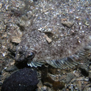P006_Rock_Sole_hiding_in_the_sand