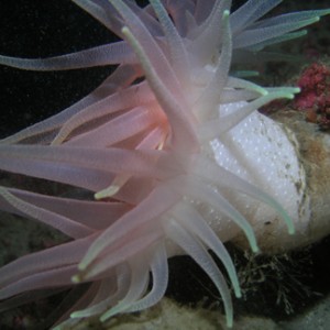 P009_White_Spotted_Anemone-_pale