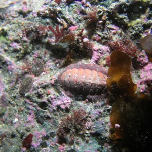 P021_Lined_Chiton