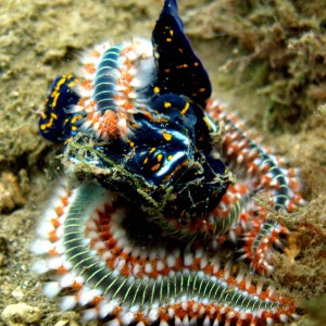 Bristol worms eating a nudibranch